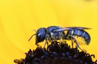 Heriades truncorum