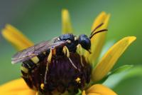 Cerceris rybyensis
