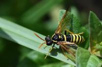 Tenthredo scrophulariae