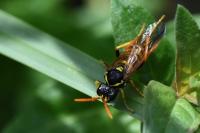 Tenthredo scrophulariae