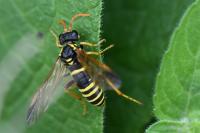 Tenthredo scrophulariae