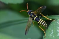 Tenthredo scrophulariae