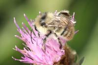Bombus sylvarum