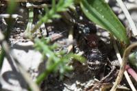 Myrmilla calva
