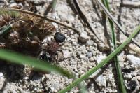 Myrmilla calva