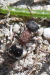 Myrmilla calva