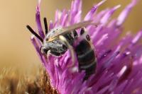 Halictus scabiosae