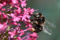 Anthophora retusa