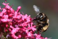Anthophora retusa