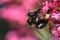 Anthophora retusa