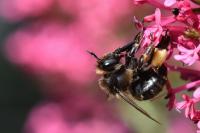 Anthophora retusa