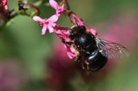 Anthophora retusa