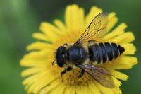 Megachile centuncularis