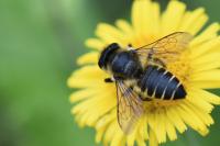 Megachile centuncularis