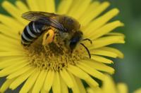 Colletes