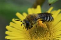 Colletes