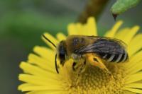 Colletes