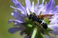Cephaledo bifasciata