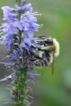 Bombus pascuorum