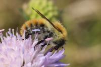 Bombus pascuorum