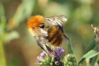 Bombus pascuorum