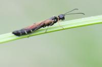 Calameuta filiformis