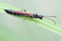 Calameuta filiformis