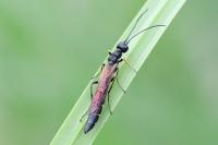 Calameuta filiformis