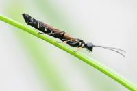 Calameuta filiformis