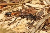 Ammophila sabulosa