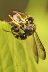 Cerceris quadricincta