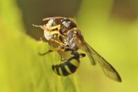Cerceris quadricincta