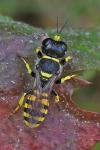 Ectemnius cavifrons