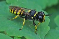 Ectemnius cavifrons