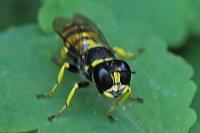 Ectemnius cavifrons