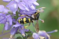 Cerceris rybyensis