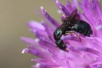 Ceratina cyanea