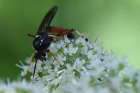 Ctenichneumon panzeri