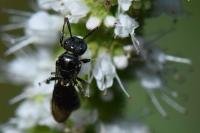 Ceratina cyanea