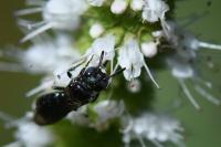 Ceratina cyanea