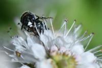 Ceratina cyanea