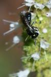 Ceratina cyanea