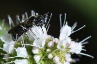 Ceratina cyanea