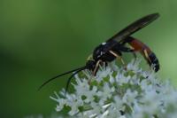 Ctenichneumon panzeri