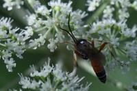 Ctenichneumon panzeri