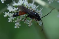 Ctenichneumon panzeri