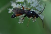 Ctenichneumon panzeri