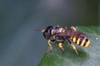 Ectemnius cavifrons