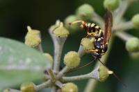 Banchus pictus