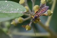 Banchus pictus